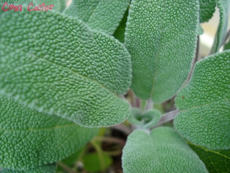 curarsi con le erbe: foglie di salvia