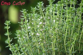 curarsi con le erbe: timo