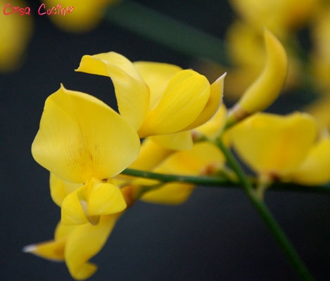 curarsi con le erbe: fiori di ginestra