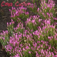 curarsi con le erbe: centaurea minore