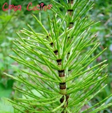 curarsi con le erbe: equiseto