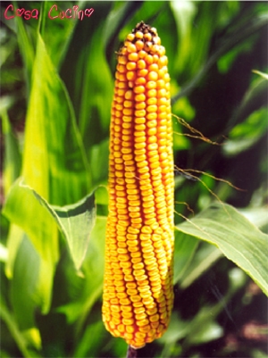 curarsi con le erbe: pelo di pannocchia di granturco