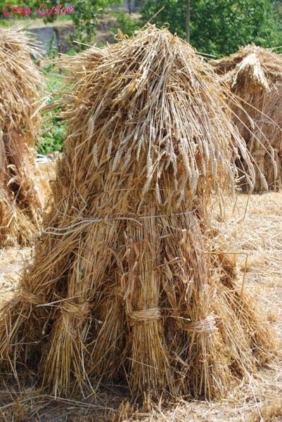 curarsi con le erbe: paglia di grano