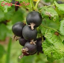 curarsi con le erbe:  foglie di ribes nero
