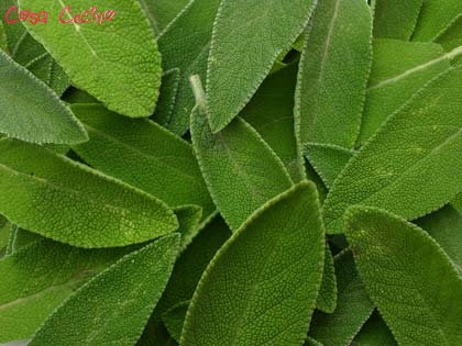 curarsi con le erbe: foglie di salvia