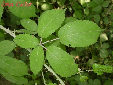 curarsi con le erbe:  foglie di rovo