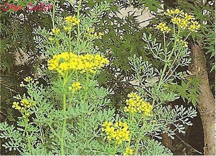 curarsi con le erbe: la ruta