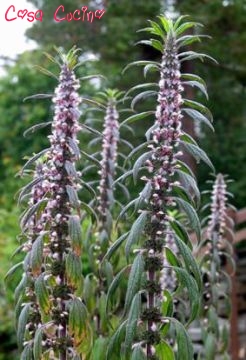 curarsi con le erbe: cardiaca