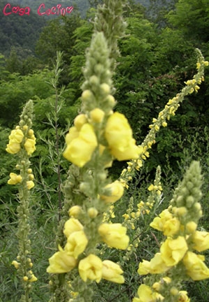 curarsi con le erbe: succo di radici di tasso barbasso