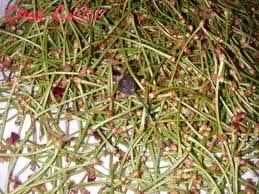 curarsi con le erbe: peduncoli di ciliegie