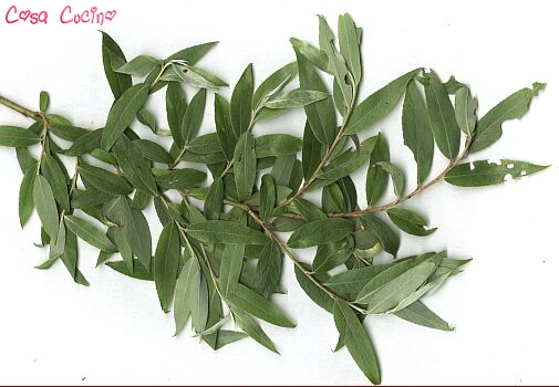 curarsi con le erbe: scorza di rami di salice