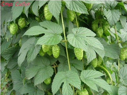 curarsi con le erbe: foglie di luppolo