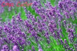 curarsi con le erbe:fiori di lavanda