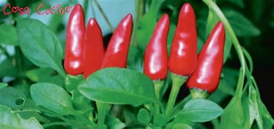 curarsi con le erbe:  frutti di pepe di caienna