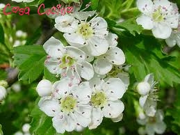 curarsi con le erbe: fiori di biancospino