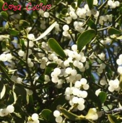 curarsi con le erbe: vischio