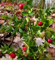 curarsi con le erbe: radice di rusco