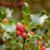 curarsi con le erbe:  radice di agrifoglio