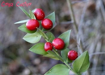 curarsi con le erbe: bacche di rusco