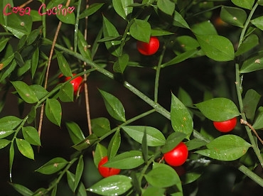 curarsi con le erbe: bacche di pungitopo