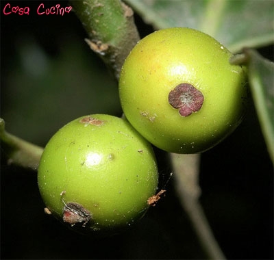 curarsi con le erbe: bacche di agrifoglio