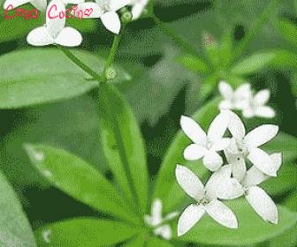 curarsi con le erbe: erba stellina odorosa