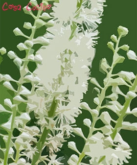 curarsi con le erbe: radice di cimifuga