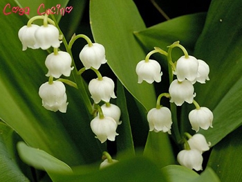 curarsi con le erbe: mughetto