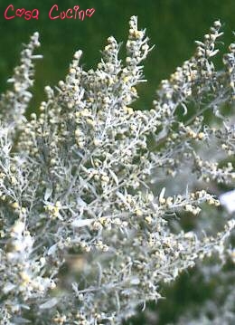 curarsi con le erbe: assenzio