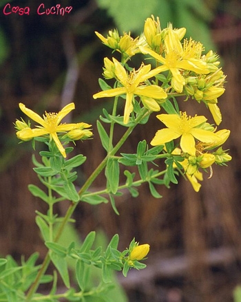 curarsi con le erbe3.5