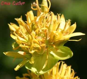 curarsi con le erbe: genziana