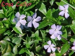 curarsi con le erbe: pianta di pervinca fresca