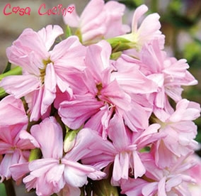 curarsi con le erbe:  foglie e fusto di saponaria