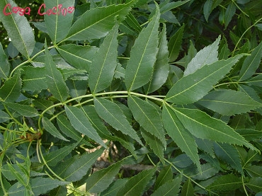 curarsi con le erbe:  foglie di frassino