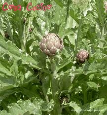 curarsi con le erbe: foglie di carciofo