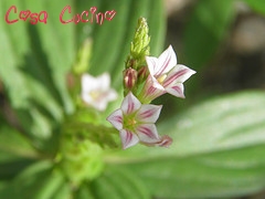 curarsi con le erbe: radice di spigelia