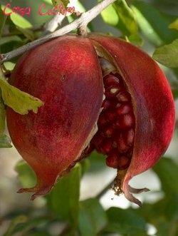 curarsi con le erbe: estratto fluido di melograno