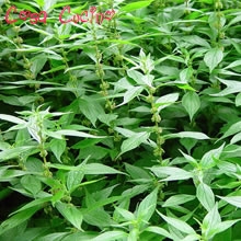 curarsi con le erbe: parietaria