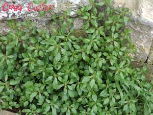 curarsi con le erbe: erba murale