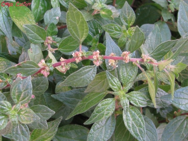 curarsi con le erbe:  erba vento vetriola