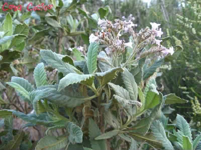 curarsi con le erbe: erba santa