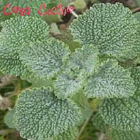 curarsi con le erbe35.1