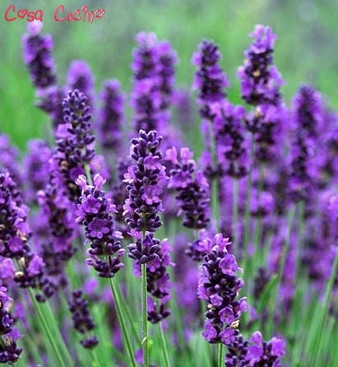 curarsi con le erbe: lavanda