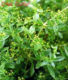 curarsi con le erbe35.5