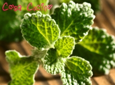 curarsi con le erbe: erba apiola