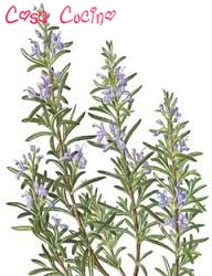 curarsi con le erbe: foglie di rosmarino