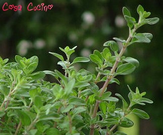 curarsi con le erbe : maggiorana