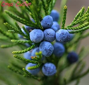 curarsi con le erbe: bacche di ginepro