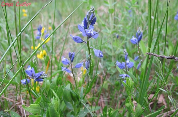curarsi con le erbe: radice di poligala amara