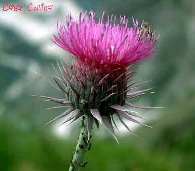 curarsi con le erbe: fiori di cardo santo